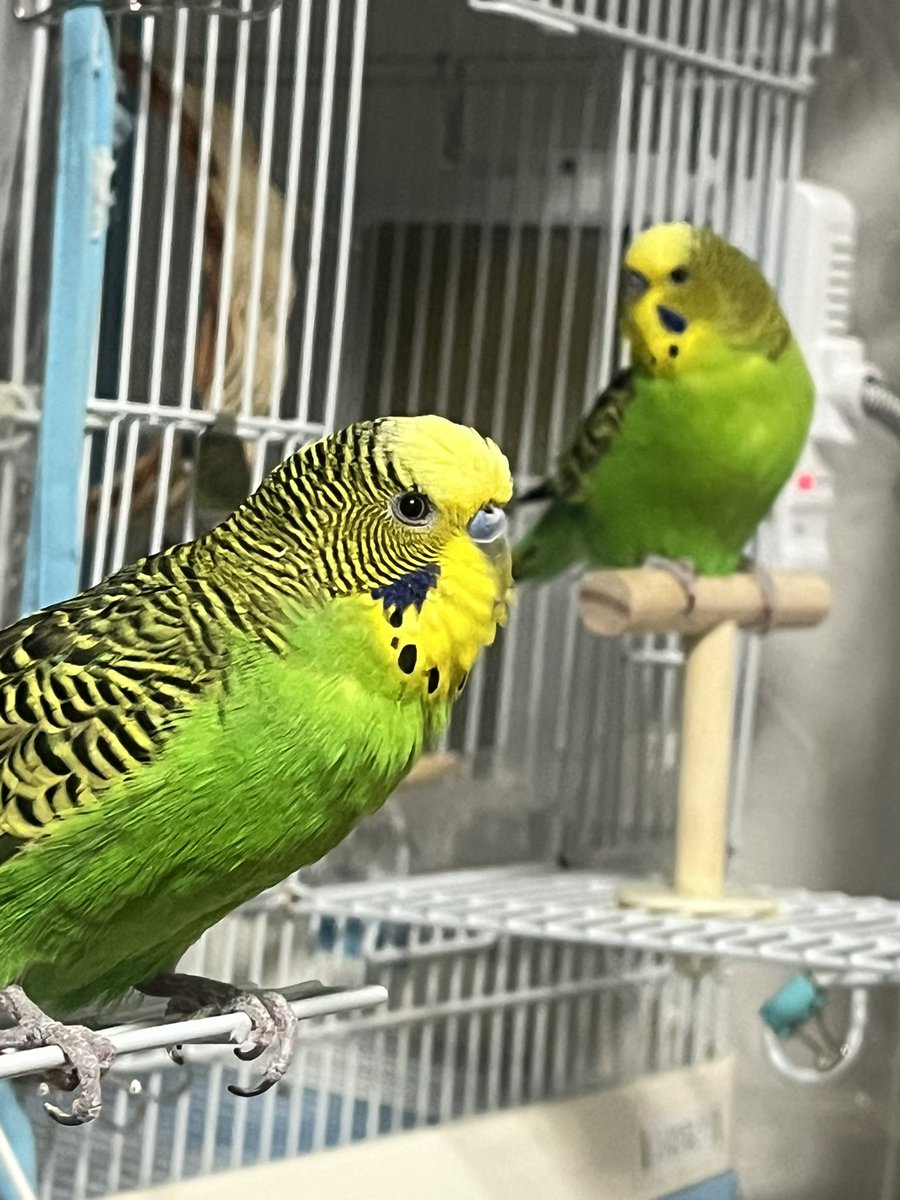 Post by 🍮ぷりん🍮 on X: 出たでち🦜🦜