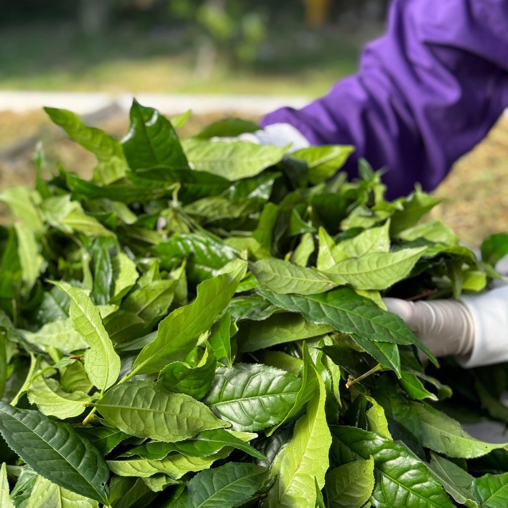 ผมร่วงไม่ง้อใครค่ะ ง้อแค่ไบโอเวชอย่างเดียว 😭
s.shopee.co.th/4fob5l8oev
#แชมพูไบโอเวช
#ไบโอเวช
#แชมพูสมุนไพร
#สมุนไพรไทย
#ของดีบอกต่อ
#รีวิวของดี
#บิวตี้ทวิต
#ถูกและดี
#ของดีต้องบอกต่อ
#ของดีแชร์วนไป
#ผมร่วงทำไงดี
#ผมร่วงผมมัน
#ผมหนาขึ้น
#รักษาผมร่วง
#แชมพูลดผมร่วง
#ผมสวยสุขภาพดี