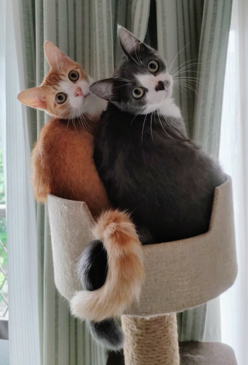 うちの猫たちが世界で一番！