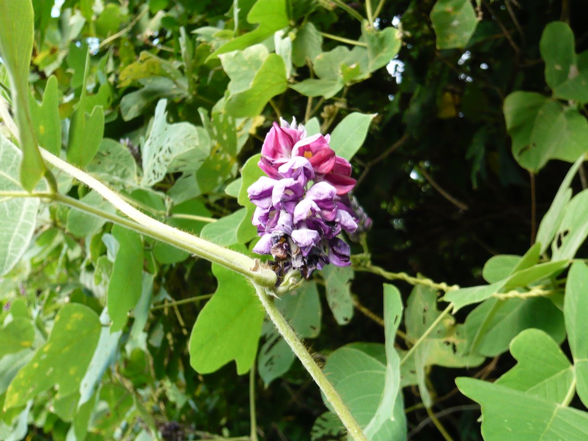 秋空を見上げたら
ぶら下っている花に
目を奪われた
遅咲きの葛の花
奈良県吉野町に現存する
国栖(くず)という地名が産地で
名前の由来という説
これからの季節
時々、お世話になることも
あるんじゃないかな？
昔から葛の根は
葛根(かっこん)と呼ばれ
風邪のひき初めに効く
葛根湯の原料なのです
.