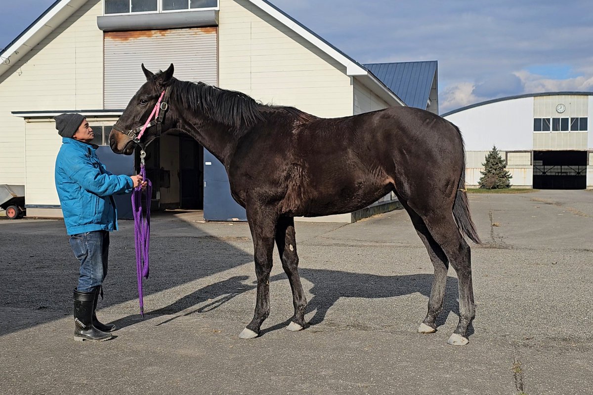 戯馬 (@rodykid) / Posts / X