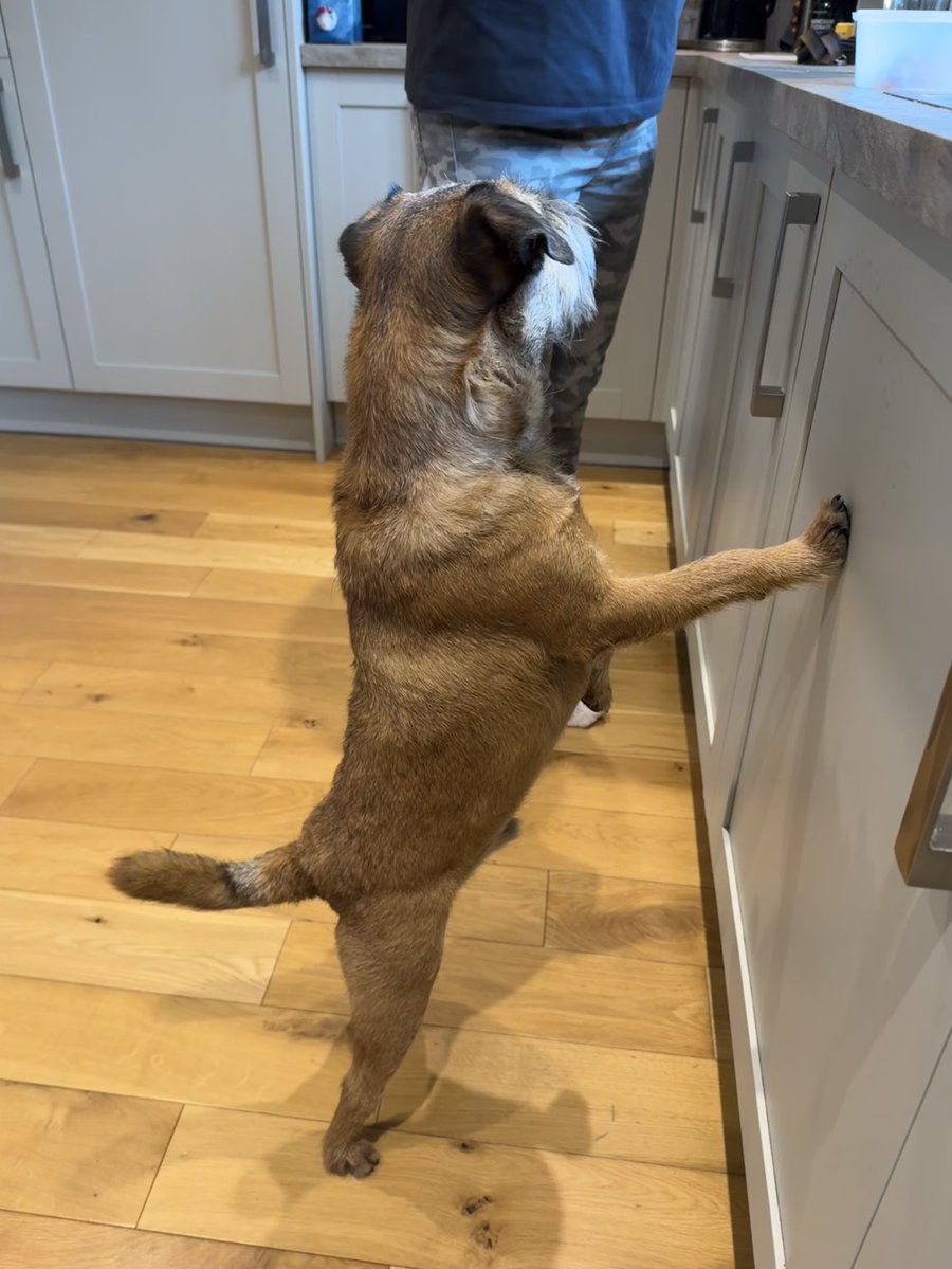 chesterterrier's tweet image. Breaking News: i hab bin to da strippy ladee fur steeler and mum hab sum cheezez…. Just wait in’ fur payment of da cheezez tax 🥰🧀🐾 #btposse