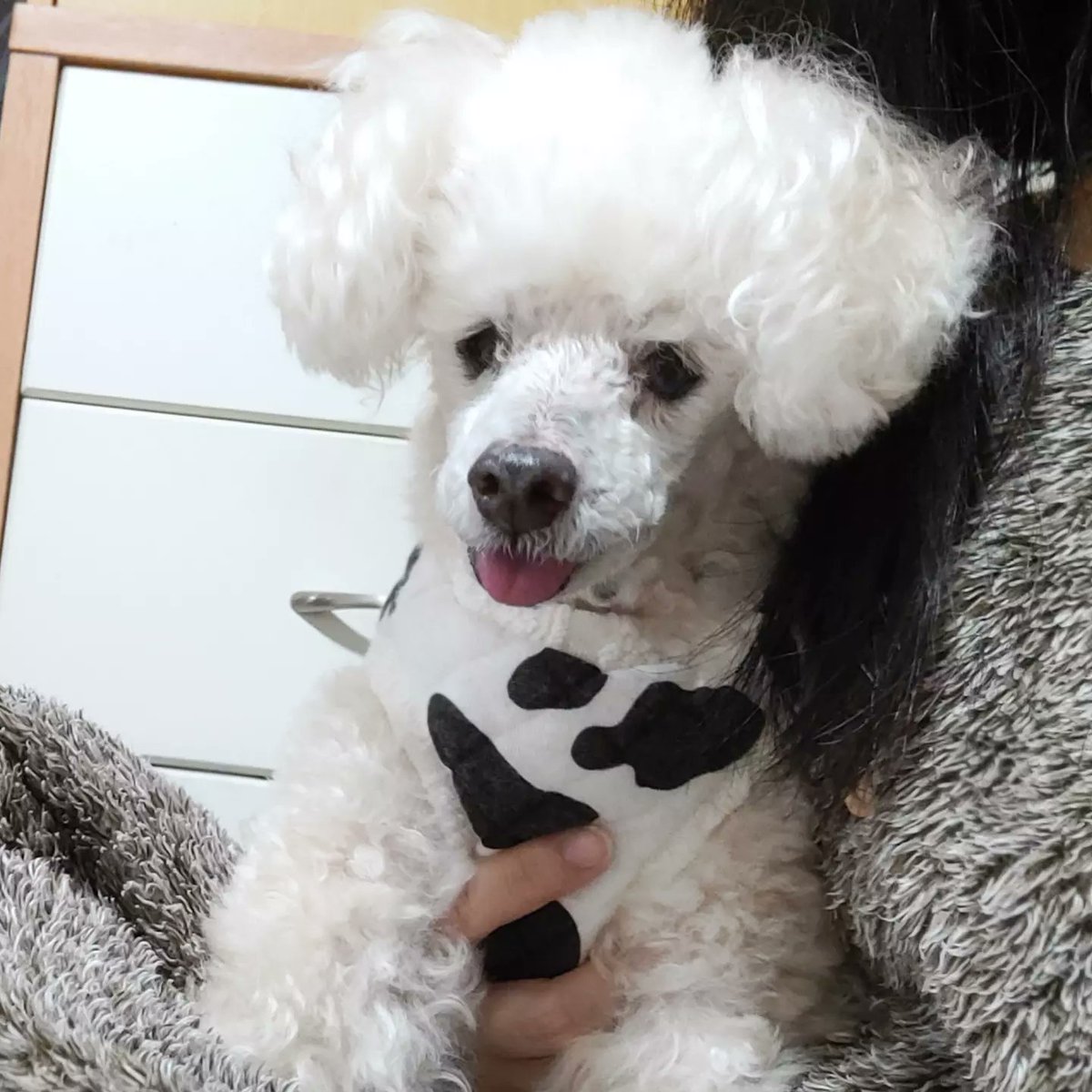 hinatapoodle's tweet photo. 久しぶりにひなたのこと夢に見た。
夢にひなた自身は出てこないし、あんまりに切ない内容すぎるのでここには書かないでおきます。
優しいみんなも泣いちゃうと思うので。
ほとんどペットロスもなく毎日楽しく暮らしてても、愛犬は一生宝物なんだ、って思ったよ https://t.co/DlvzKj6Go4