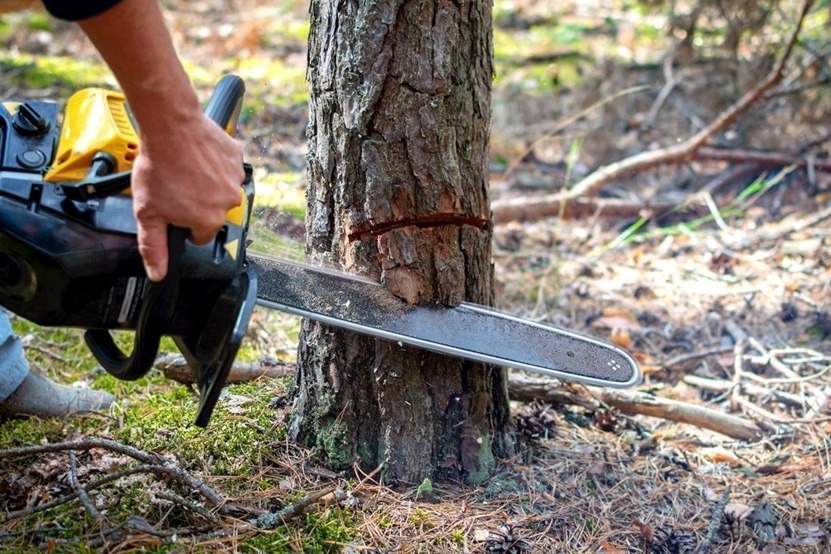 nrendratyagi's tweet image. पेड़ों के न रहने पर क्या होगा?                                                                              prernasamvad.in/story/What-wil…                                                                                                                    #SaveEnvironment
#SaveTrees