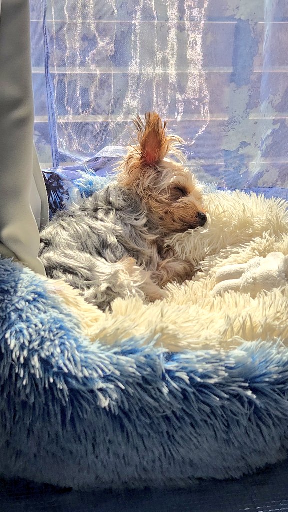 ヒノエとつくねのママ様専用 ヒノエとつくねのママです。 ヨーキー