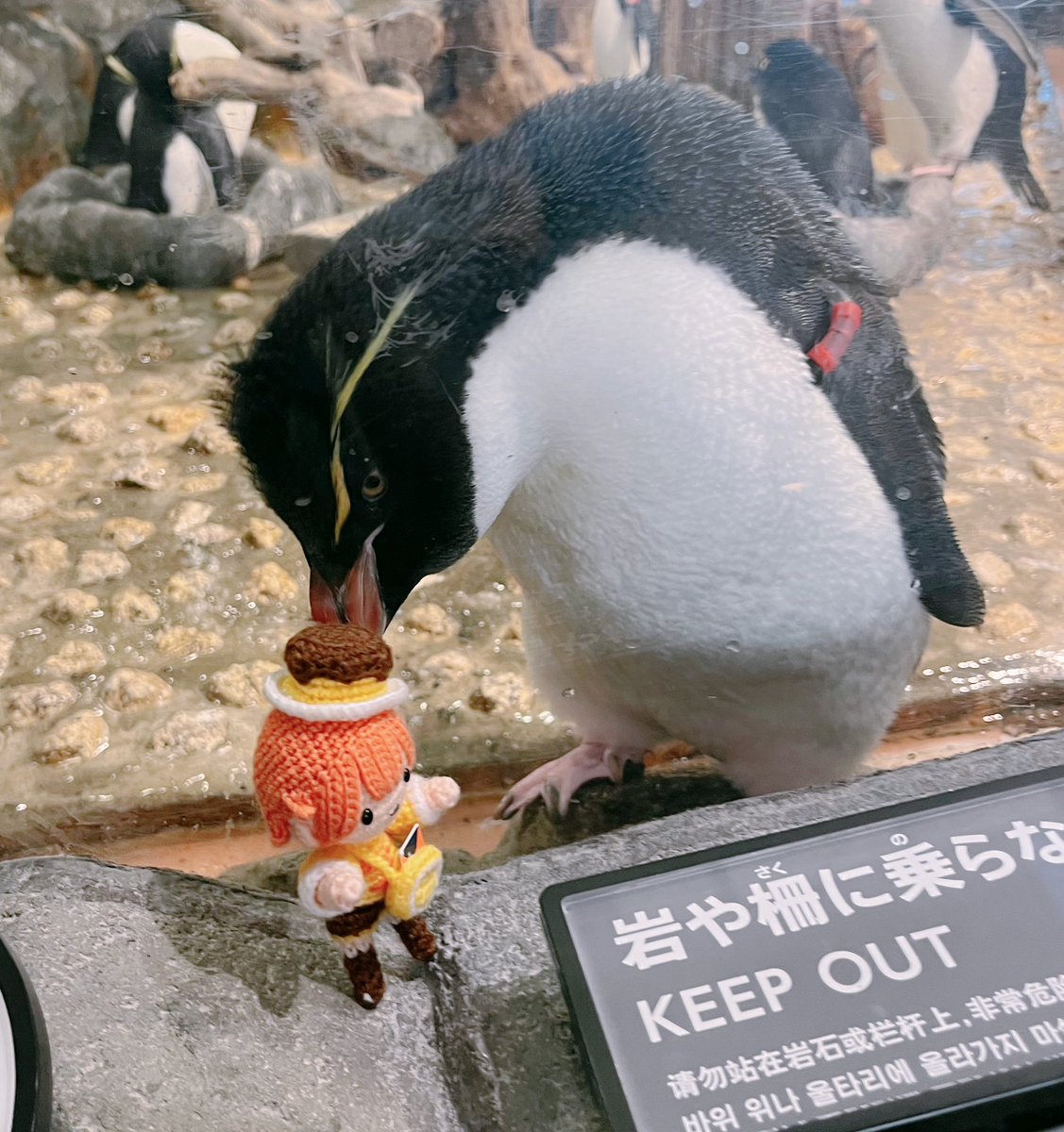 あみぐるみ作家みさきち🦊⛩️あみぐるみオーダーメイド受付中