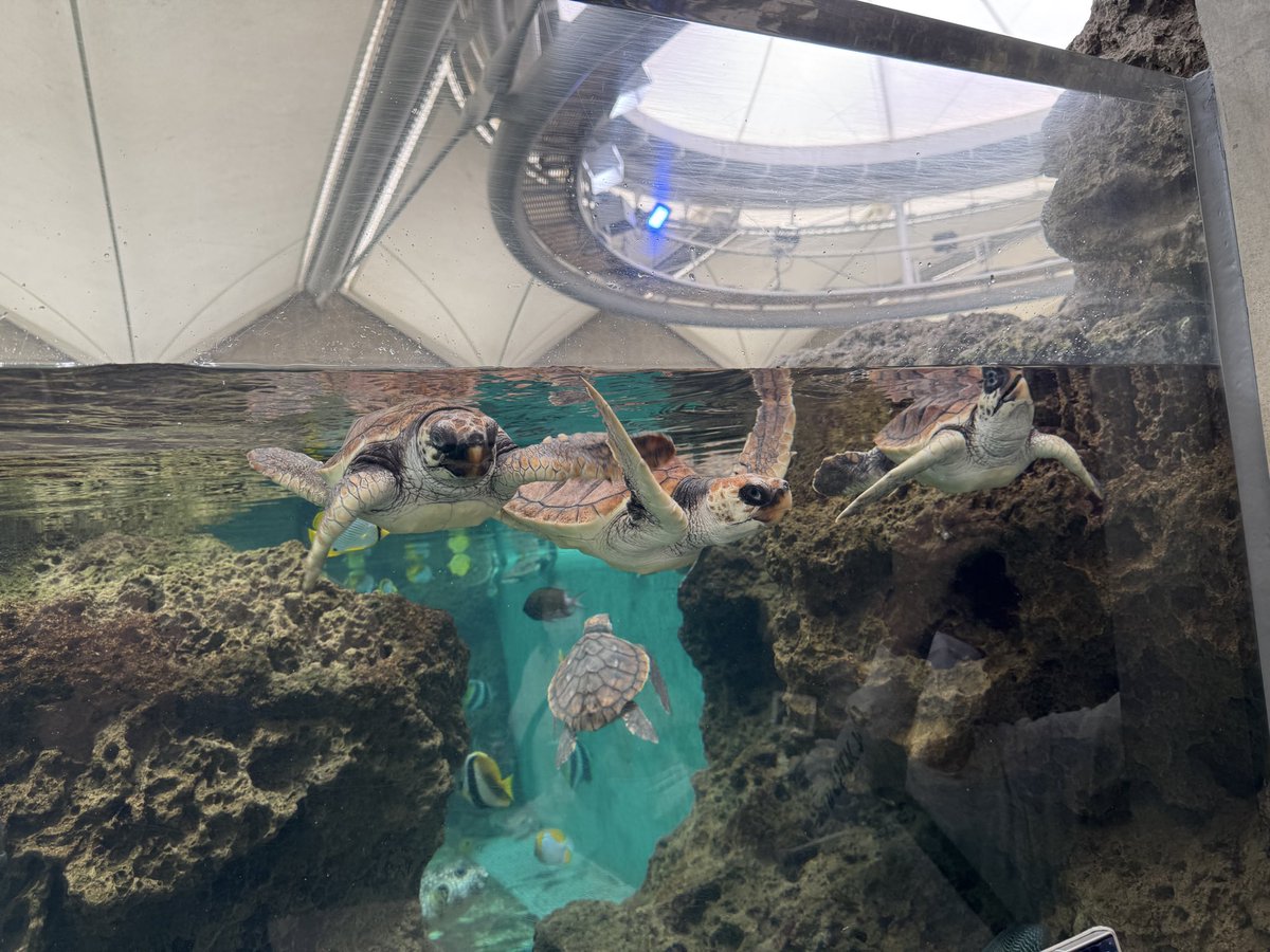 ひじり@さくら鯖 tweet media