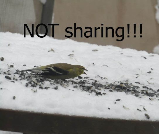 It will soon be time to fill the bird feeders and make sure our feathered friends have full tummies when the snow and cold hits. Some really get carried away when they see the free food. These are my pictures.