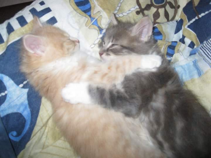 Strawbemiel's tweet photo. @mcflurry_slut My big 15 years old baby :D

 (ft his sister, also still alive and kickin butts) https://t.co/hKnkE532D1