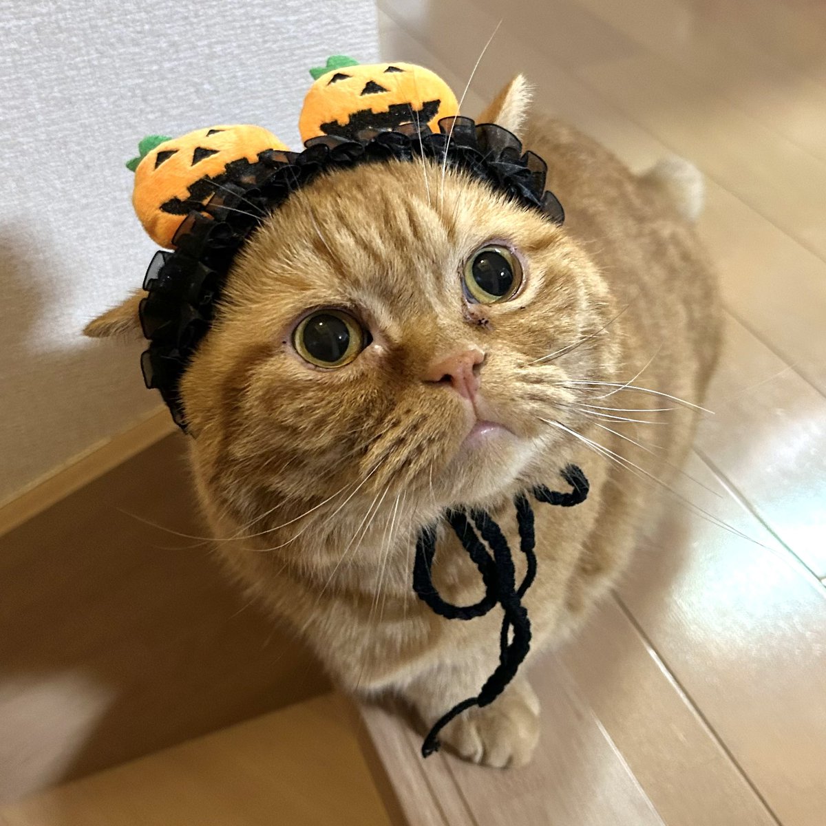 三毛猫♡仲良しひよこ♡コタツ大好き 三毛猫♡仲良しひよこ♡コタツ大好き 三毛猫♡仲良しひよこ♡コタツ