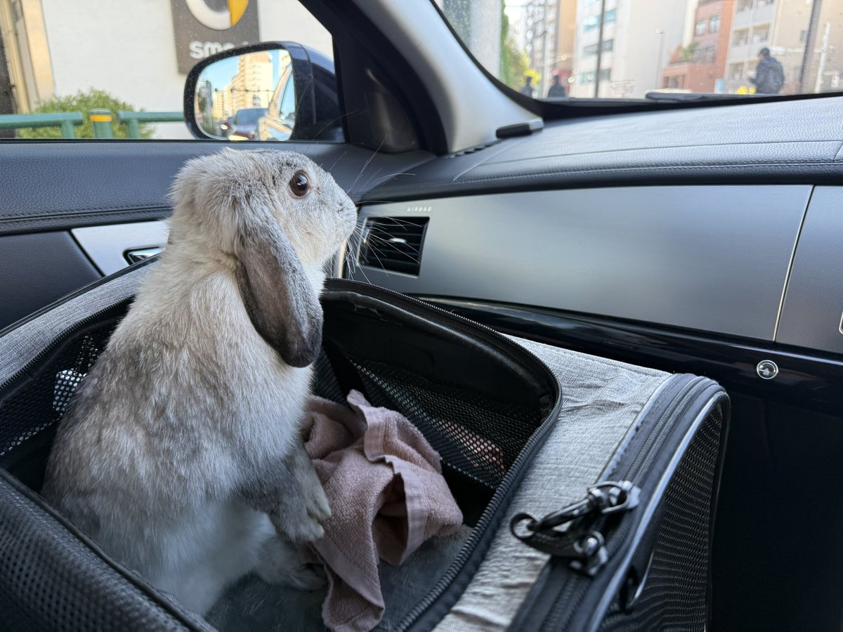 今日はうさフェス楽しかったね🐰💕