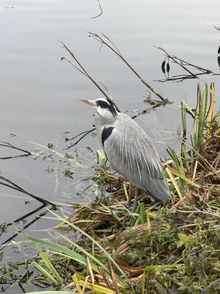 Spotted a North Shields pterodactyl on this morning’s dog walk.
