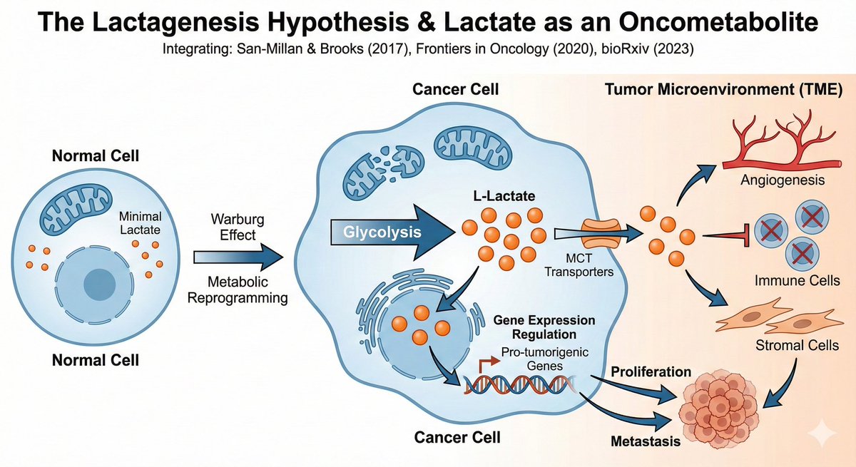 doctorinigo's tweet image. Wow! I asked Nano Banana pro to create a scientific illustration of our Lactagenesis hypothesis and the 2 studies where we proved that it is an oncometabolite. This illustration compiling our 3 articles looks really good! 
Lactate is a master regulator of carcinogenesis through…