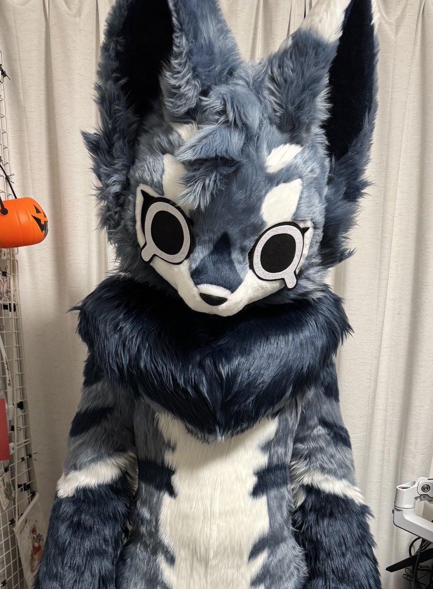 huanlan_wolf's tweet image. 夏毛→冬毛
冬毛に変わっちゃって…もふもふ増えすぎてるよ〜〜😭