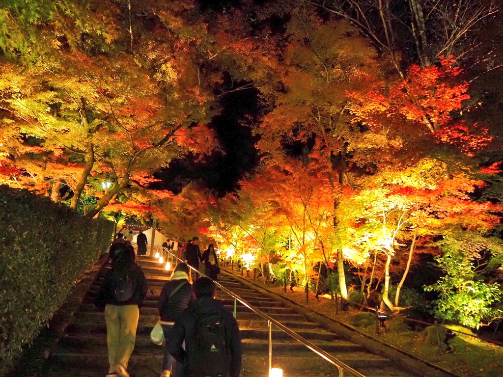 11ppo0's tweet image. 夜はライトアップ～永観堂～