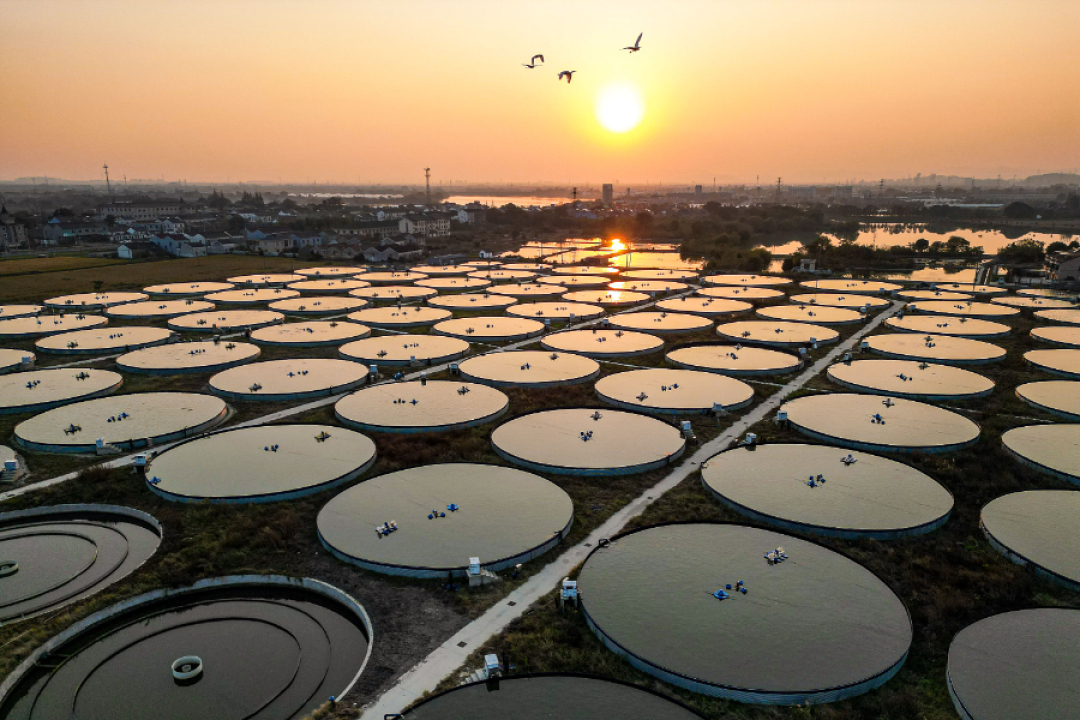 sueshi96612585's tweet image. Huzhou&apos;s Nanxun pioneers &quot;digital fish cabins&quot; in aquaculture. 🐟 100+ land-based units &amp;amp; data-driven methods boost output by 30%. #AquaTech #SmartFarming