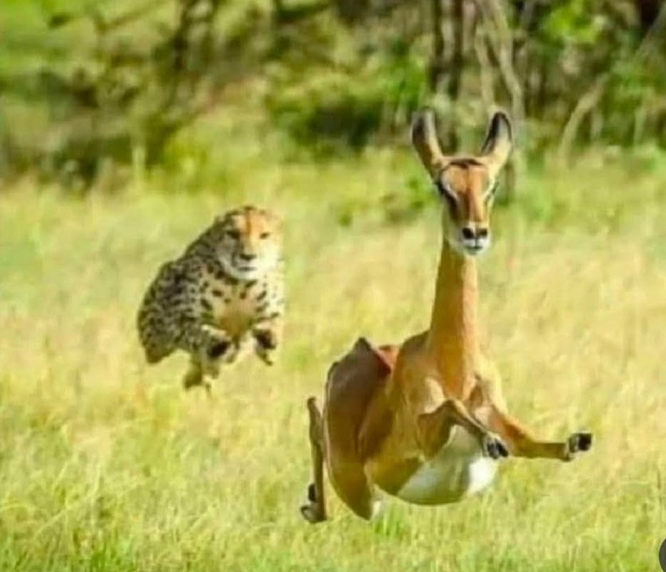 Bosco_Mk's tweet image. Give us our daily bread and deliver us from evil in one photo 😆