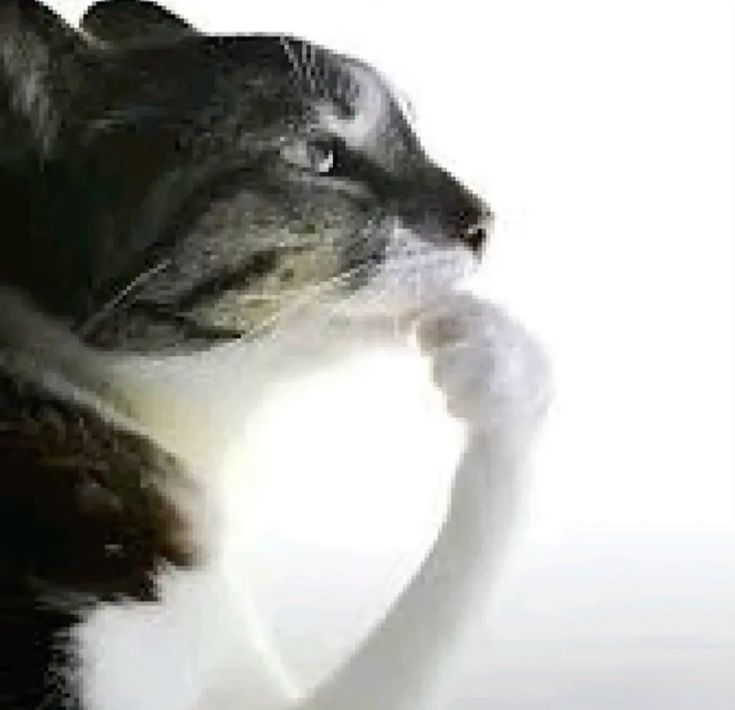 isttarvue's tweet image. i might have cracked the type of seungmin
either u have to be tall, handsome &amp;amp; a MAN or u have to be short, handsome, someone who can manhandle him easily &amp;amp; a MAN