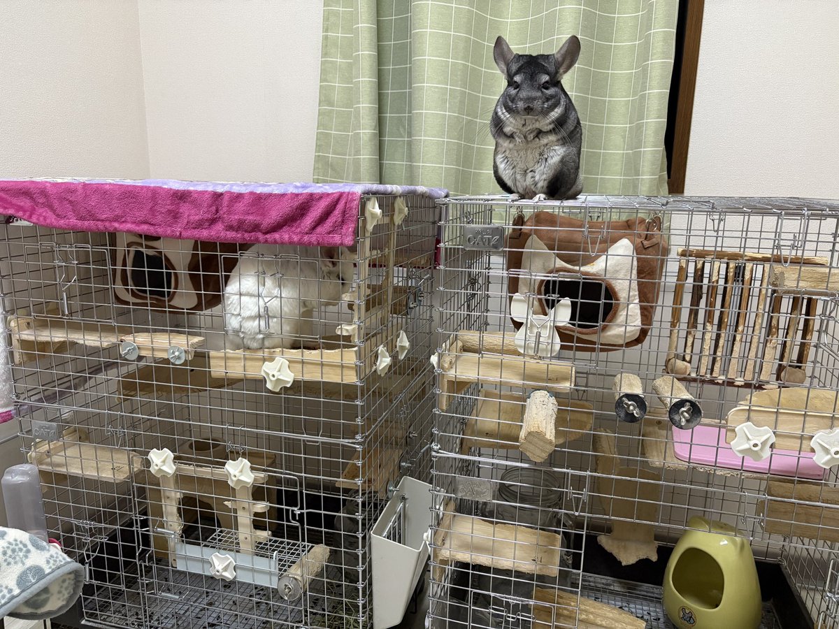 ぽこすけ tweet media