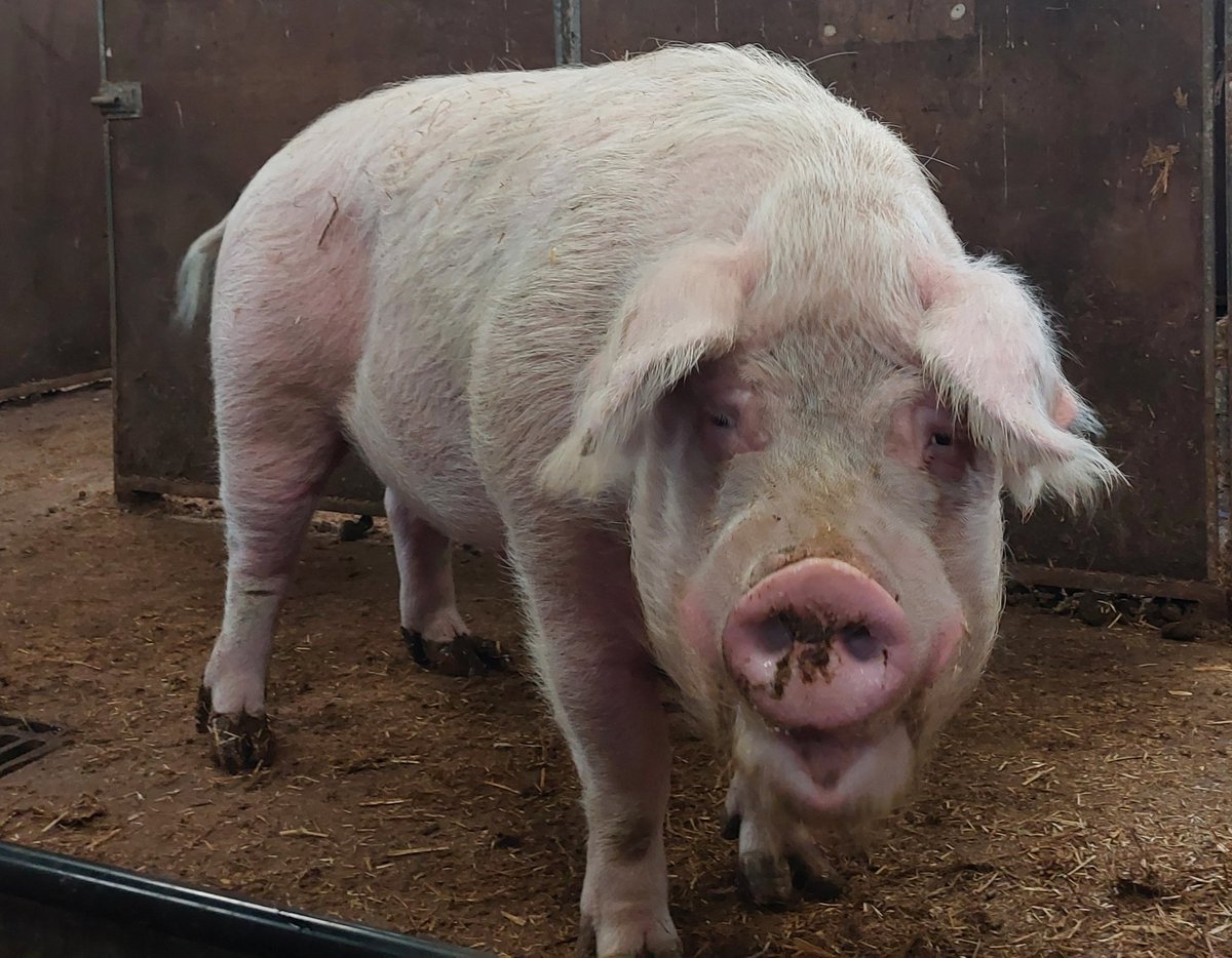 RathboneKim's tweet image. Pigoneer Pig Of The Day Stanley!   
Stan really is the man @BTWsanctuary he enjoys his days playing with his fellow boars Barney &amp;amp; Chunk. Sasha has created such a happy life for them all but she needs our support Join the Pigoneers only £2.50/$3.58 a month globalvegancrowdfunder.org/pigoneer-2000-…