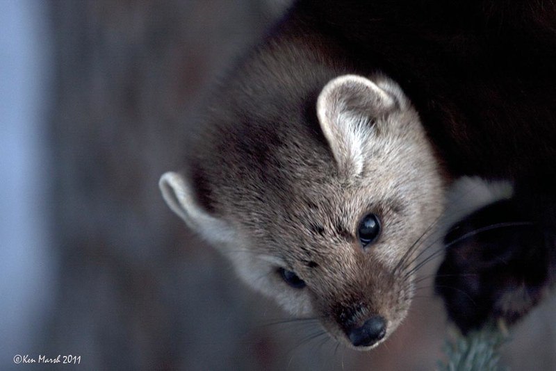 [🔗](api.tinyfox.dev/hourly/pinemar…)