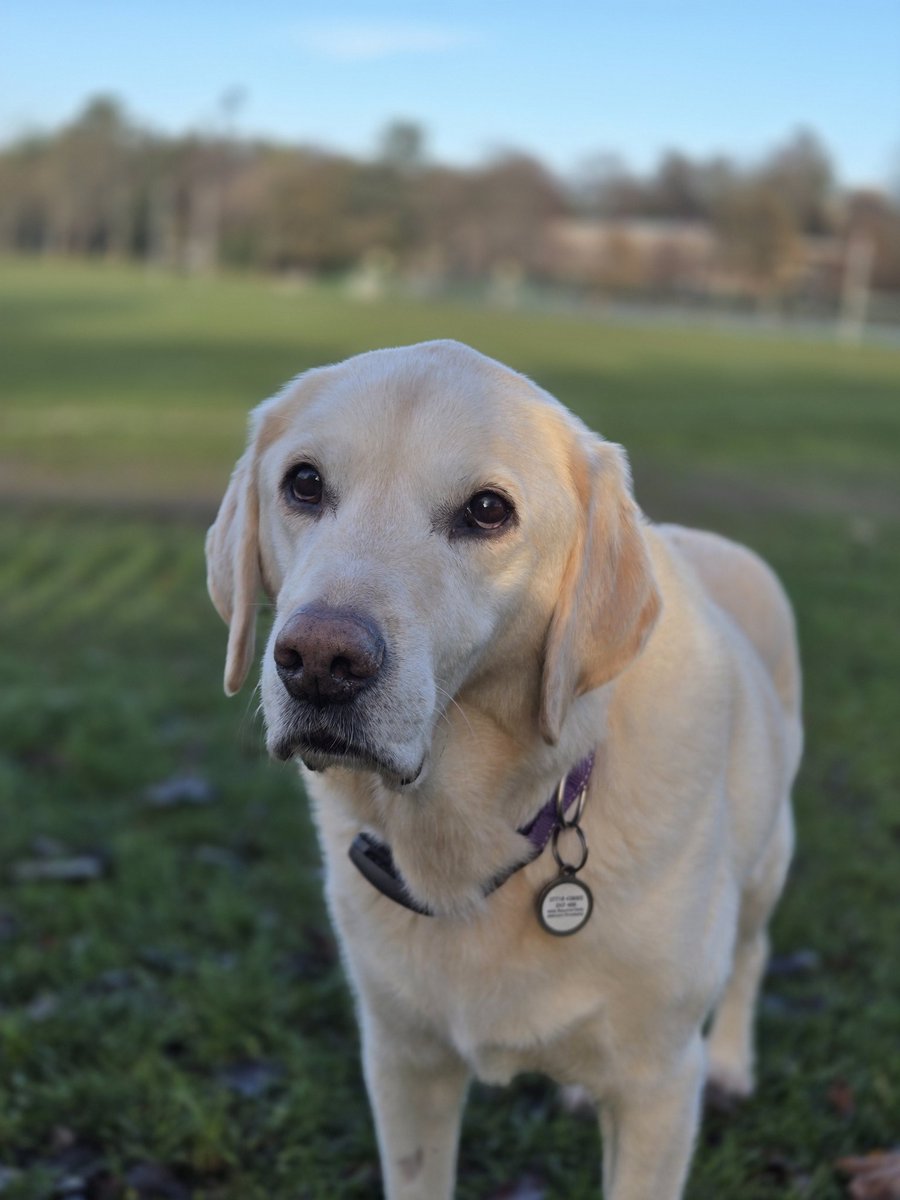 JackTheLab tweet media