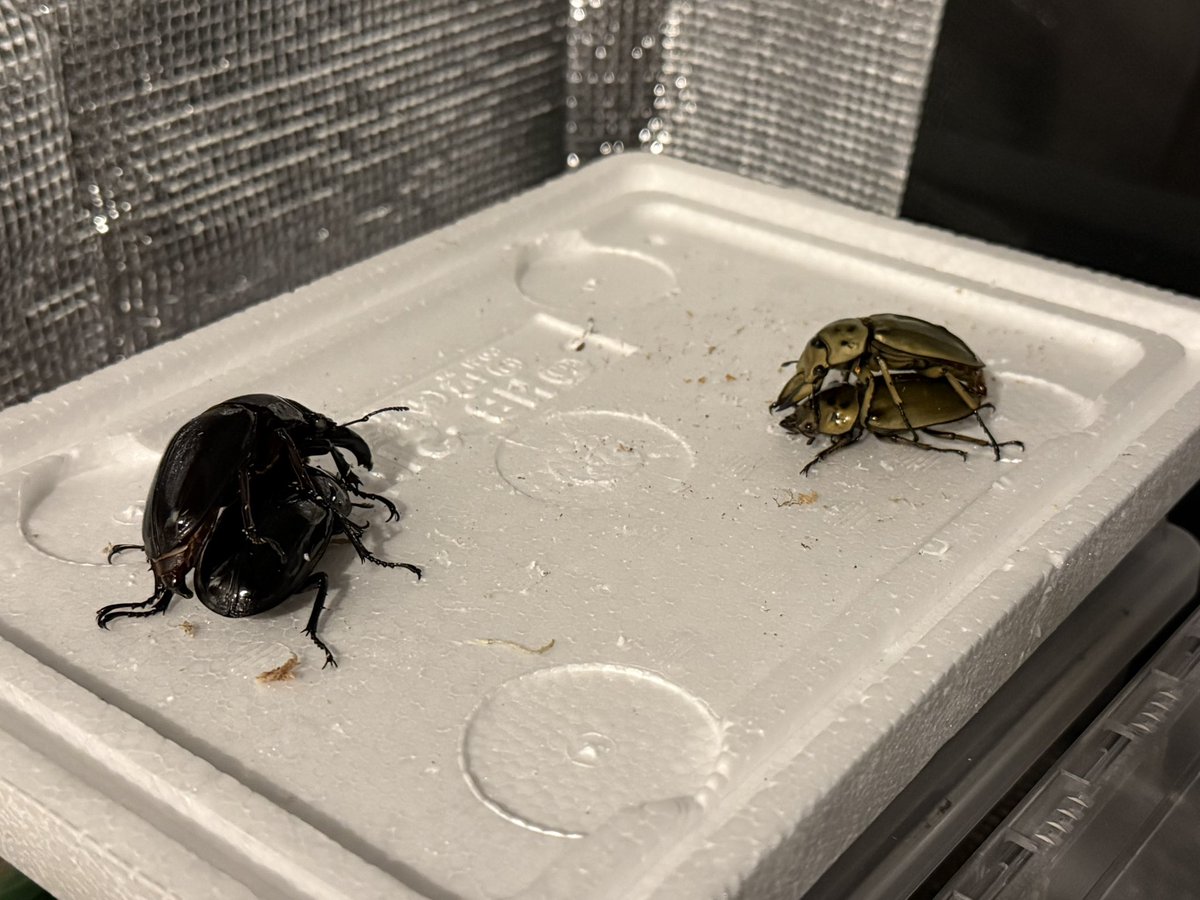 ゼリー変えしつつペアリング大会