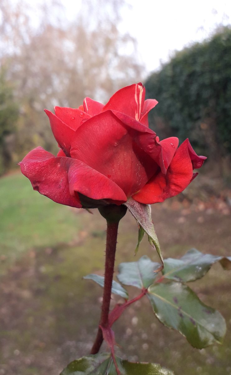 Fleurs 
Rose mister lincoln