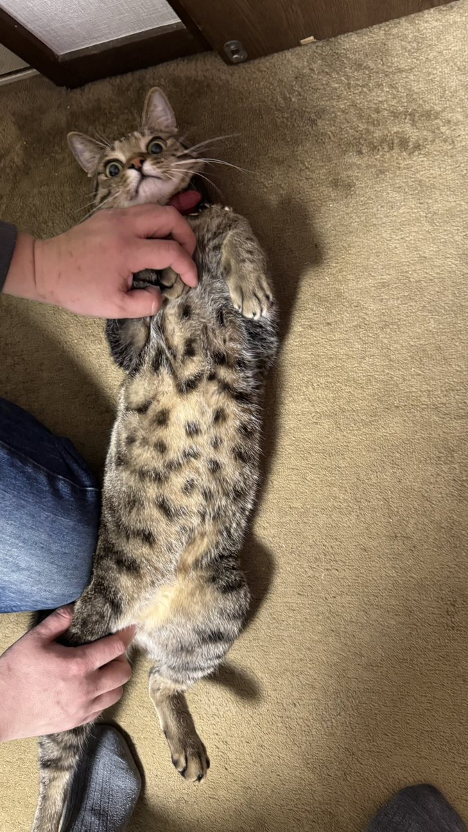 nekoma (@nekoma) / Posts / X