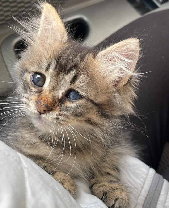 Üzümlü kek YUVA arıyormuş 🙏