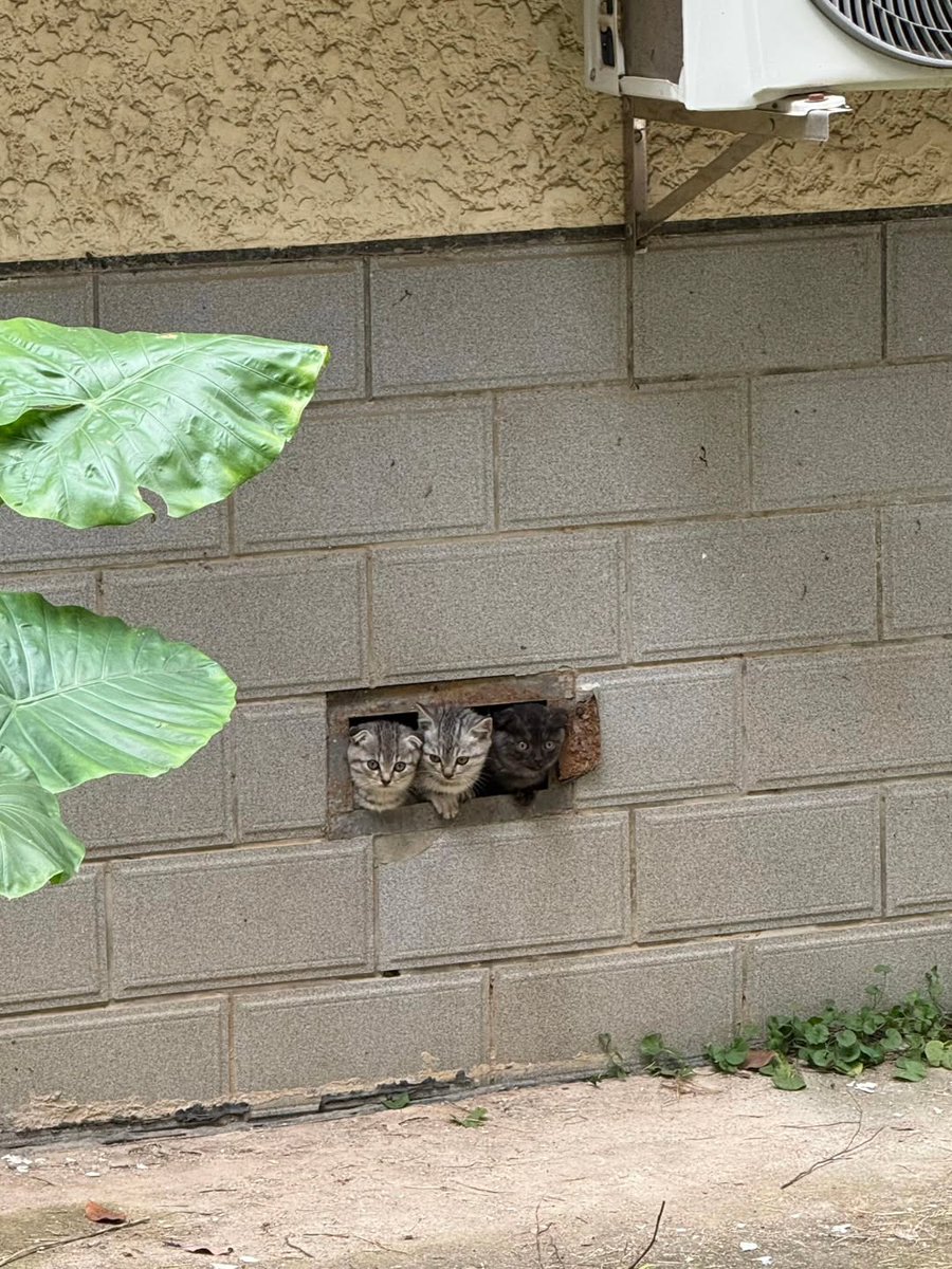 Catsillyness's tweet photo. The guardians https://t.co/7kW5tgHwue