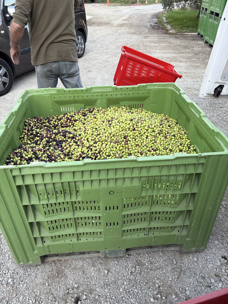 mansomheterOve's tweet image. Oljan fixad. Blev 418 kilo oliver 🫒 och hela 80 L olja. Härliga dagar i Provence.