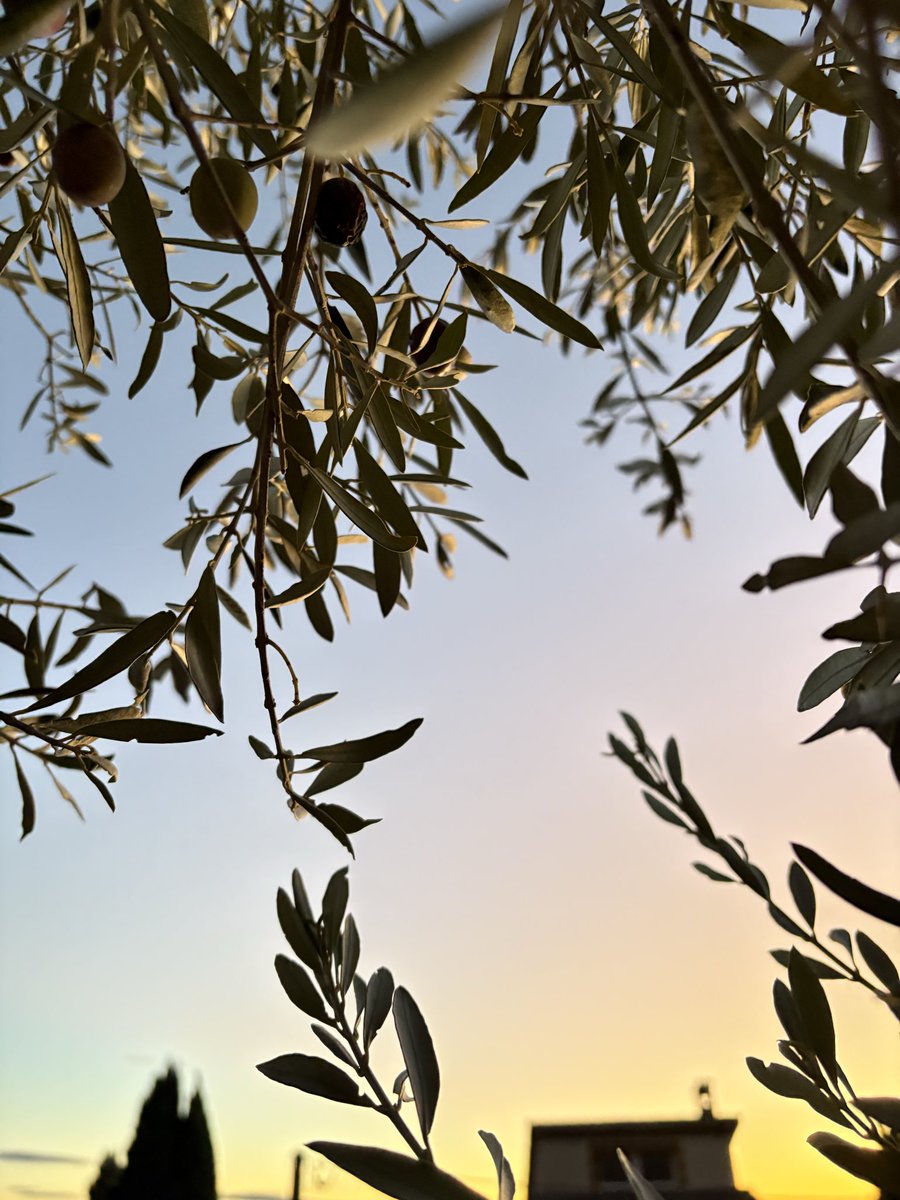 mansomheterOve's tweet image. Oljan fixad. Blev 418 kilo oliver 🫒 och hela 80 L olja. Härliga dagar i Provence.