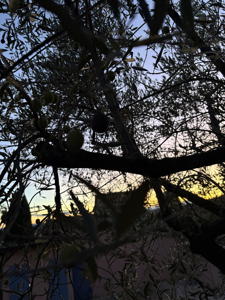 mansomheterOve's tweet image. Oljan fixad. Blev 418 kilo oliver 🫒 och hela 80 L olja. Härliga dagar i Provence.