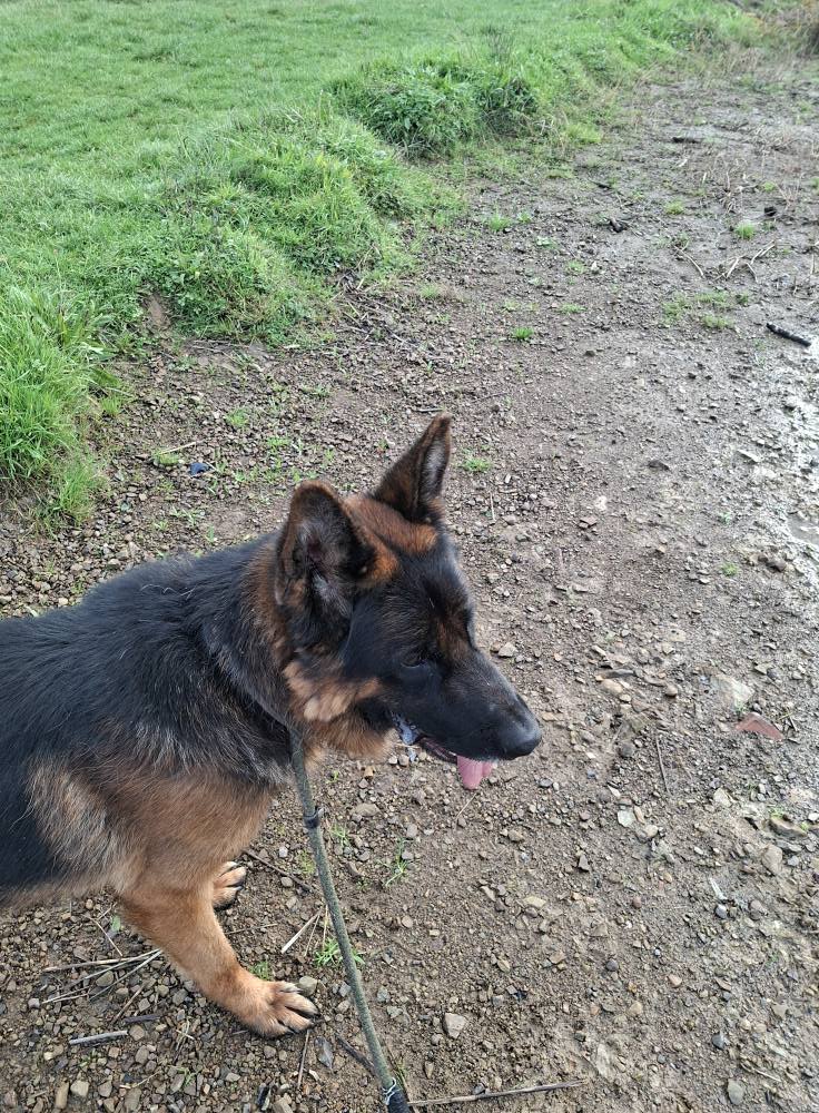 At just 2yrs old Nero has already suffered neglect and abuse which has left him with a spinal issue, despite this he is a sweet boy who loves to be close to his human vollies and deserves to know a happy home life 
#dogs #germanshepherd #Notts 
gsrelite.co.uk/nero-3/