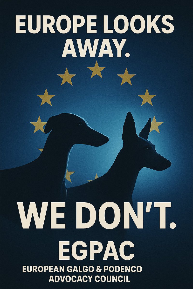 EU4GalgoProject's tweet photo. Europe can no longer look away.
Galgos and Podencos suffer. Tradition is no excuse.
If EU institutions stay silent, we escalate.
Europe looks away, we don’t!

EGPAC &amp; Galgo Project
#egpac #galgos #podencos #EUAnimalWelfare #stopthecruelty #EndHunting https://t.co/fbau3T9cdx