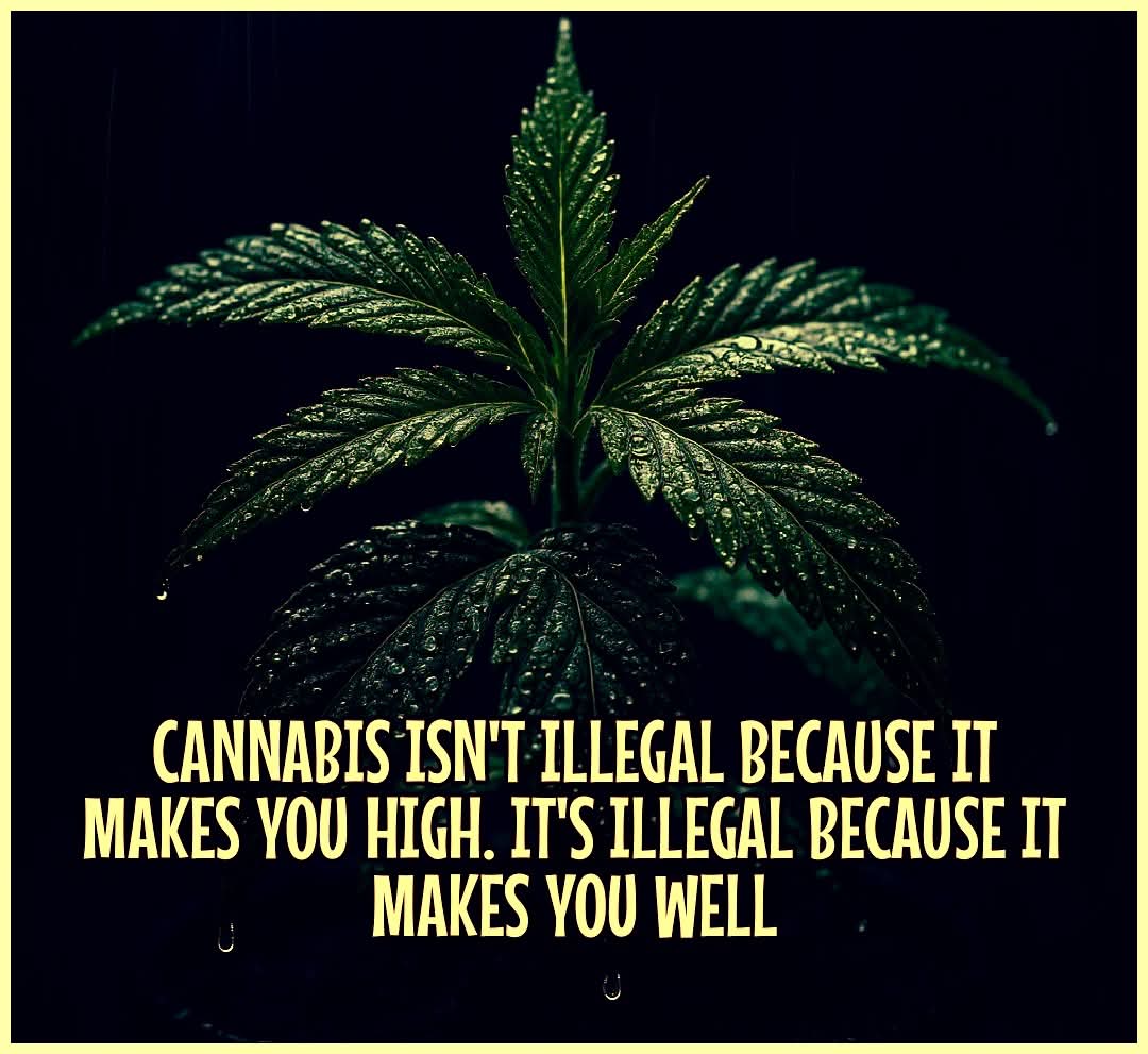 Norstackk's tweet image. :&amp;gt;}_~#WakeNBake #StonerFam #StonerCircle #StonerNation #IAmCannabis #WeAreCannabis #FuckCancer #StayWoke &amp;amp; ALL #STONERS ~HappyShaTTerDazed~