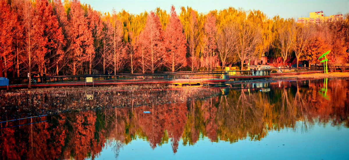 BeijingEvening's tweet image. The #metasequoia #forest in Honglingjin Park, Chaoyang District, Beijing, is ablaze with crimson, a living testament to the #wonders of #nature. #beijing #beijingtravel #park