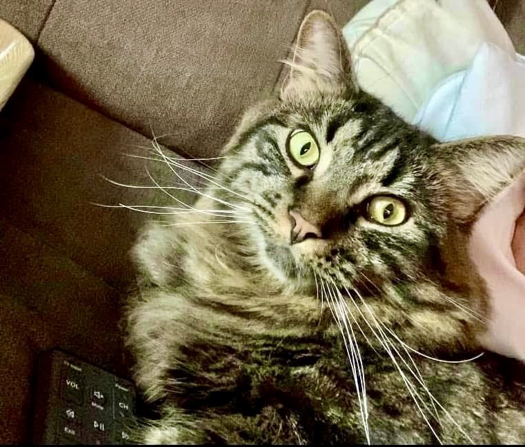 JoshFitzWx's tweet image. instein doesn’t want to give up the remote control. He wants to watch Animal Planet.  😻 #Caturday