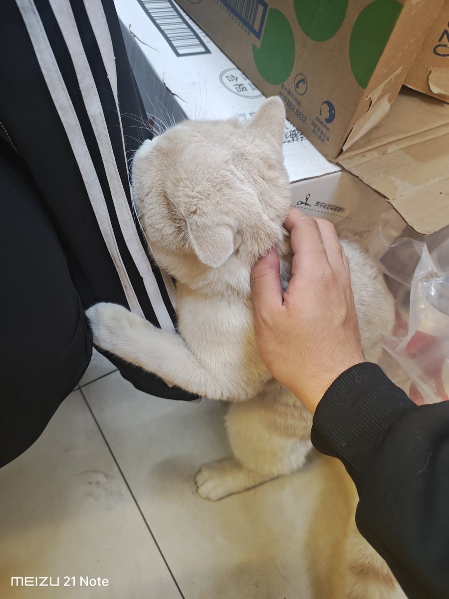 nekokostore's tweet image. we got trap in neko