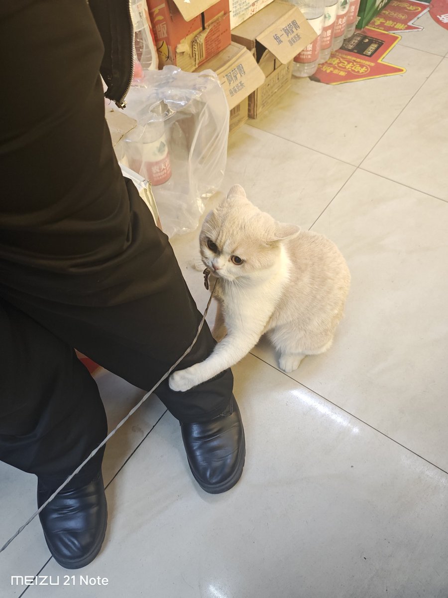 nekokostore's tweet image. we got trap in neko