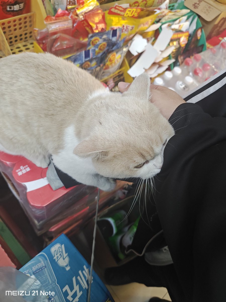 nekokostore's tweet image. we got trap in neko