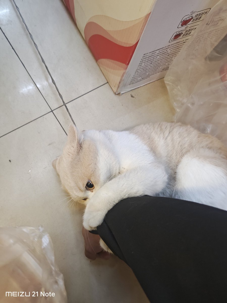 nekokostore's tweet image. we got trap in neko