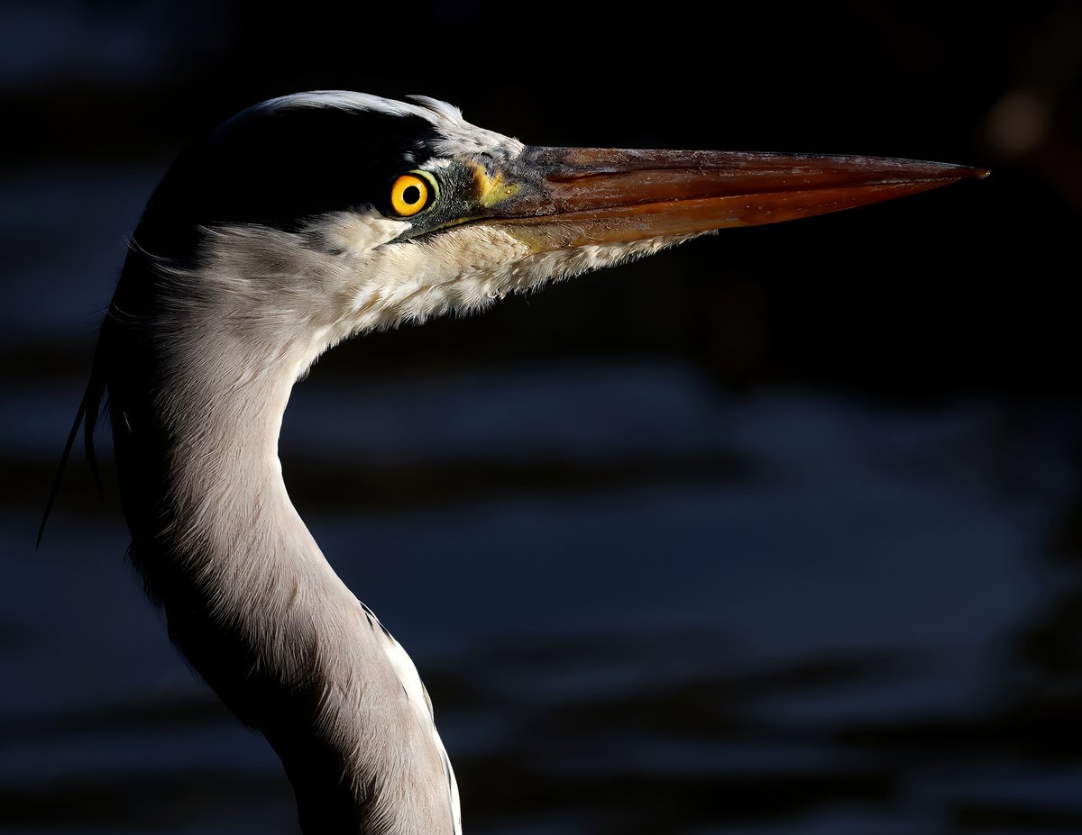 Grey Heron #canonwildlifephotography #wildlifephotography #wildlife #naturephotography #nature #photography #birds #naturelovers #birdsofinstagram #birdphotography #animals #travel #bird #photooftheday #natgeo #birdwatching