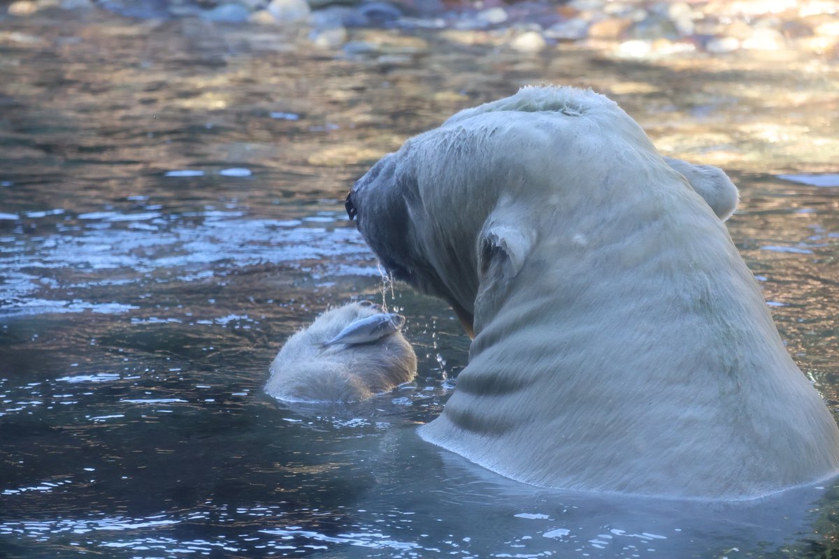 2025/11/22(土)ズーラシア散歩🐻‍❄️
おはよー👋ゴーゴパパʕ⁠´⁠•⁠ᴥ⁠•⁠`⁠ʔ
美味しいもの、みーっけ🥬🐟
#よこはま動物園ズーラシア 
#ホッキョクグマ 
#ゴーゴ