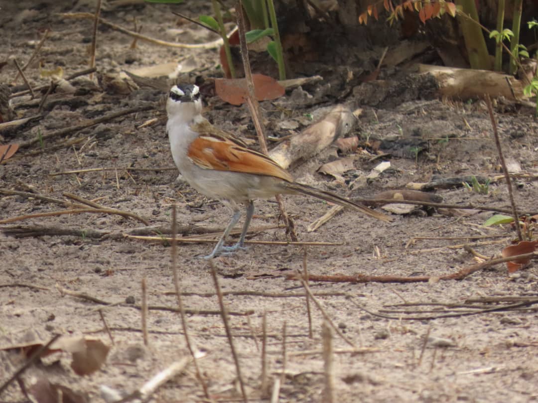 AnsuDunor's tweet photo. Black Crowned Tchagra @ Killy Woods, you can check out our website for your Birding/Wildlife Photographing Holiday within Gambia and Senegal https://www.birdinggambiasenegal com https://t.co/sC3Q88hlH8
