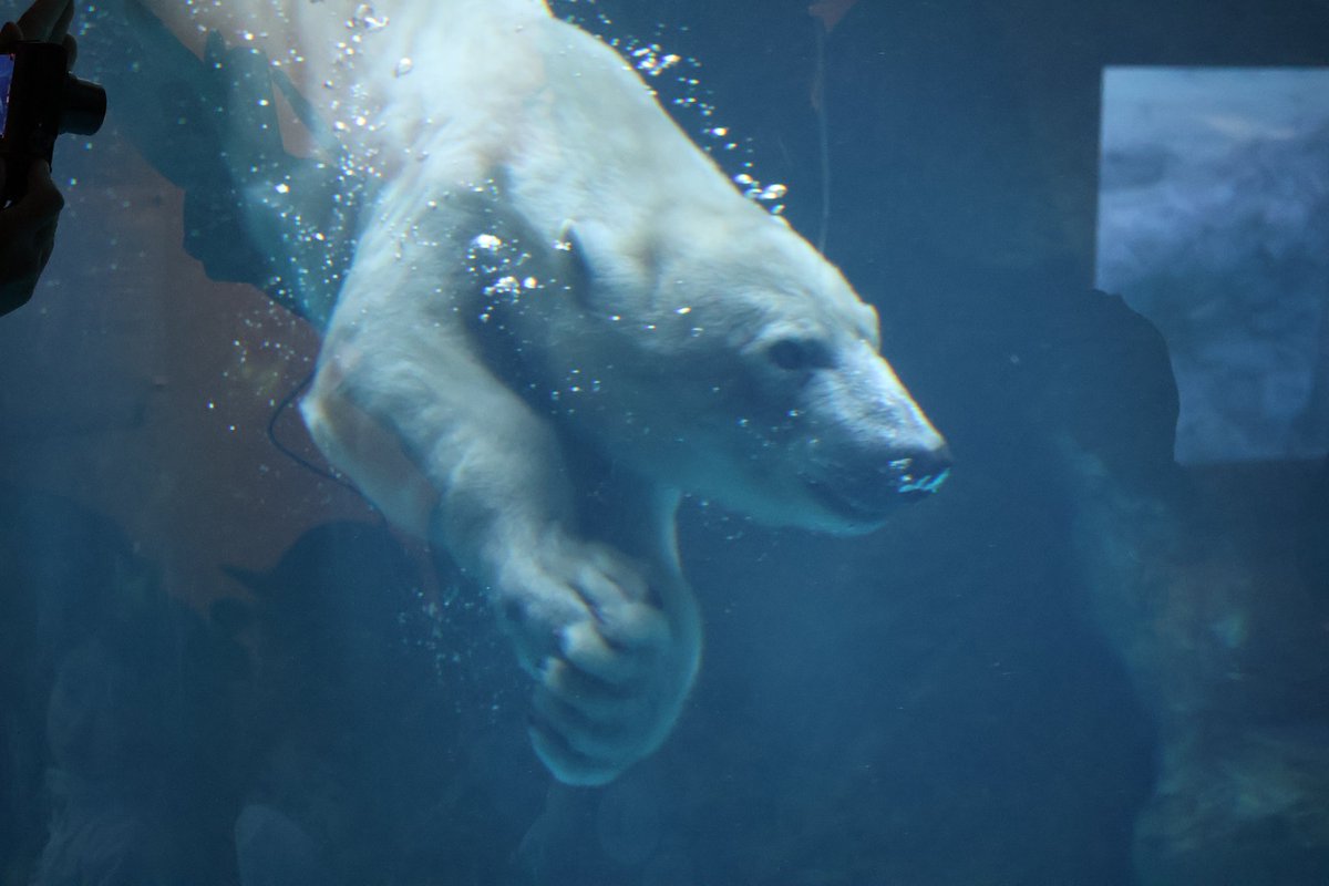 2025/11/22(土)ズーラシア散歩🐻‍❄️🐻‍❄️１歳になって男前なライʕ︲ᴥ︲ʔ
#よこはま動物園ズーラシア 
#ホッキョクグマ 
#ライ