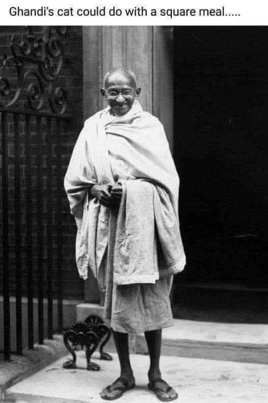 DavidLyddon's tweet image. Poor old Gandhi&apos;s cat. 🐈😂😂 #justforfun #Memes #humor
