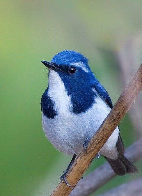 beautiberds's tweet image. 