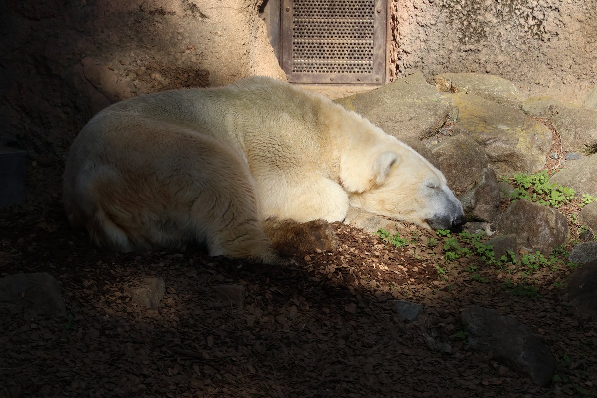 2025/11/22(土)ズーラシア散歩🐻‍❄️🐻‍❄️
美しい母イッちゃん♡
#よこはま動物園ズーラシア 
#ホッキョクグマ 
#イッちゃん